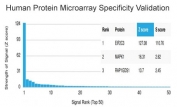 AGO3 Antibody HuProt Microarray. Analysis of a HuProt(TM) microarray containing more than 19,000 full-length human proteins using AGO3 antibody detecting Argonaute 3, clone PCRP-AGO3-1C5. The antibody shows a strong and highly specific signal for AGO3 with a markedly elevated Z-score and clear separation from lower-ranked proteins, resulting in a high S-score consistent with target specificity. Z-score represents signal intensity in standard deviations above the array mean, while S-score reflects the difference between the top-ranked target and subsequent signals, indicating relative binding specificity of the monoclonal antibody.