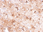 Glial Fibrillary Acidic Protein Antibody Cerebellum IHC. Immunohistochemistry staining of FFPE human cerebellum tissue with Glial Fibrillary Acidic Protein antibody (clone GFAP/4450). HIER: boil tissue sections in pH 9 10mM Tris with 1mM EDTA for 20 min and allow to cool before testing.