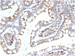 TREM2 Antibody Human Small Intestine Tissue IHC. Immunohistochemistry staining of FFPE human small intestine with TREM2 antibody (clone TREM2/7210). HIER: boil tissue sections in pH 9 10mM Tris with 1mM EDTA for 20 min and allow to cool before testing.