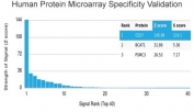 CD27 Antibody Validation. Protein microarray specificity analysis of CD27 / TNFRSF7 using High Specificity CD27 Antibody clone LPFS2/4176 on a HuProt array containing more than 19,000 full-length human proteins. CD27 shows the highest signal intensity with a Z-score of 145.99 and S-score of 114.1, demonstrating strong target enrichment relative to other proteins on the array. The Z-score reflects signal strength above the array mean, while the S-score indicates separation between the top-ranked target and subsequent signals, supporting selective binding with reduced off-target interaction.