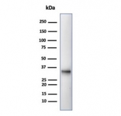 Western blot testing of human Raji cell lysate with CD20 antibody (clone MS4A1/4655). Predicted molecular weight ~33 kDa.