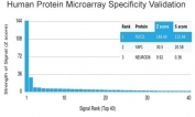 FGF21 Antibody Microarray Specificity Validation. Analysis of a HuProt(TM) human protein microarray containing more than 19,000 full-length human proteins using clone FGF21/4343 demonstrates highly selective binding to Fibroblast growth factor 21 / FGF21 with minimal off-target reactivity detected across the tested human proteome. The strong enrichment of FGF21 signal relative to lower-ranking proteins supports the specificity of this monoclonal antibody for studies involving metabolic signaling, endocrine regulation, hepatokine biology, and adaptive energy homeostasis pathways.<BR>Z- and S-score interpretation: The Z-score represents the signal intensity generated when an antibody, together with a fluorescently labeled secondary antibody, binds to a specific protein target on the HuProt(TM) array. Z-scores are expressed as standard deviations above the mean signal intensity of all proteins present on the array. Proteins are ranked according to descending Z-score values, and the S-score represents the difference in Z-score between sequentially ranked proteins. The S-score therefore reflects the relative specificity of an antibody for its intended target compared to other proteins represented on the array.