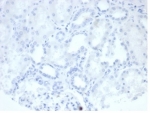 Negative Control ALPP Antibody Kidney IHC. Immunohistochemistry analysis of FFPE human kidney tissue stained with ALPP Antibody clone rALP/870 demonstrates minimal detectable HRP-DAB staining within renal tubular epithelial and stromal compartments, supporting the restricted placental-associated expression profile of placental alkaline phosphatase / ALPP in non-trophoblastic tissues. This placental marker antibody shows low background reactivity in normal renal tissue. Antibody concentration: 2ug/ml in PBS for 30 min at RT. HIER: boil tissue sections in pH 9 10mM Tris with 1mM EDTA for 20 min and allow to cool before testing.