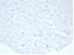 Negative Control ALPP Antibody Heart IHC. Immunohistochemistry analysis of FFPE human heart tissue stained with ALPP Antibody clone rALP/870 demonstrates minimal detectable HRP-DAB staining within cardiac myocytes and surrounding stromal tissue, supporting the restricted physiologic expression profile of placental alkaline phosphatase / ALPP outside placental and trophoblast-associated compartments. This placental marker antibody shows low non-specific background reactivity in normal cardiac tissue. Antibody concentration: 2ug/ml in PBS for 30 min at RT. HIER: boil tissue sections in pH 9 10mM Tris with 1mM EDTA for 20 min and allow to cool before testing.