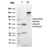 SDS-PAGE analysis of purified, BSA-free Alpha-1-Antichymotrypsin antibody (clone SERPINA3/4187) as confirmation of integrity and purity.