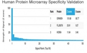 GRAMD4 Antibody HuProt Microarray Specificity Validation. Analysis of a HuProt(TM) microarray containing more than 19,000 full-length human proteins using GRAMD4 Antibody / Apoptosis Regulation Marker clone PCRP-GRAMD4-1A10 demonstrates highly selective recognition of GRAM domain-containing protein 4 / GRAMD4. The intended GRAMD4 target ranks first among all proteins analyzed on the array, with exceptionally strong separation from secondary signals, supporting the specificity profile of this mouse monoclonal antibody for apoptosis signaling and mitochondrial regulatory pathway research applications. Z-score represents signal intensity above background in standard deviation units, while S-score reflects the relative specificity of antibody binding compared with additional proteins present on the HuProt(TM) platform.