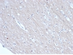 SATB2 Antibody Recombinant Mouse MAb Brain IHC. Immunohistochemistry of SATB2 antibody in FFPE human brain tissue. The recombinant mouse monoclonal SATB2 antibody (clone rSATB2/6929) demonstrates nuclear staining in scattered neuronal cells, consistent with SATB2 expression in cortical neuron populations. Background staining is minimal. Heat-induced epitope retrieval was performed by boiling sections in pH 9 10mM Tris with 1mM EDTA for 20 minutes followed by cooling prior to incubation with the primary antibody at 2 ug/ml for 30 minutes at room temperature.