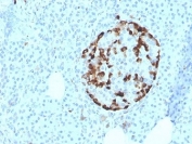 VDBP Antibody Pancreatic Islet IHC. Immunohistochemistry analysis of FFPE human pancreatic tissue stained with VDBP Antibody clone VDBP/4481 demonstrates strong cytoplasmic HRP-DAB brown staining within islet-associated endocrine cell populations, consistent with the role of Vitamin D binding protein / VDBP in endocrine metabolism, circulating transport physiology, and vitamin D-associated regulatory pathways. The concentrated staining pattern within pancreatic endocrine structures aligns with the biologic importance of vitamin D-associated signaling in metabolic homeostasis and endocrine tissue function. Tissue sections were stained using 2 ug/ml antibody in PBS for 30 min at room temperature. HIER: boil tissue sections in pH 9 10mM Tris with 1mM EDTA for 20 min and allow to cool before testing.