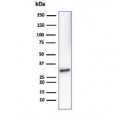 Western blot testing of human Raji cell lysate using CD20 antibody (clone MS4A1/7015R). Predicted molecular weight ~33 kDa.