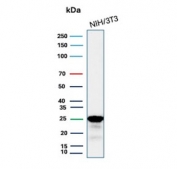 Western blot testing of mouse NIH 3T3 cell lysate with recombinant p27Kip1 antibody. Expected molecular weight ~27 kDa.