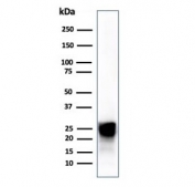 CTSD Antibody Human Liver Immunoblot. Western blot testing of human liver tissue lysate using CTSD antibody (clone CTSD/4497).