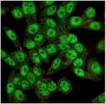 FOXI1 Antibody HeLa IF. Immunofluorescence analysis of PFA-fixed human HeLa cells stained with FOXI1 Antibody / Forkhead Box Transcription Factor Marker (green, clone PCRP-FOXI1-1F8) and phalloidin cytoskeletal stain (red). Forkhead box protein I1 / FOXI1 demonstrates prominent nuclear staining with additional cytoplasmic signal in human HeLa cells, consistent with the intracellular distribution expected for a forkhead family transcription-associated regulatory protein involved in epithelial differentiation and developmental gene expression pathways.
