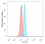 FOXI1 Antibody HeLa FACS. Flow cytometry analysis of PFA-fixed human HeLa cells stained with FOXI1 Antibody / Forkhead Box Transcription Factor Marker (blue, clone PCRP-FOXI1-1F8). Unstained cells are shown in red. The distinct fluorescence shift supports detection of endogenous Forkhead box protein I1 / FOXI1 expression in HeLa cells, consistent with the broad intracellular distribution expected for a forkhead family transcription-associated regulatory protein involved in epithelial differentiation and developmental signaling pathways.