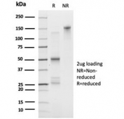SDS-PAGE analysis of purified, BSA-free FOXI1 antibody (clone PCRP-FOXI1-1F8) as confirmation of integrity and purity.