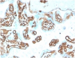 Immunohistochemistry of SPTAN1 antibody in human placental tissue. FFPE placenta shows cytoplasmic HRP-DAB brown staining within trophoblastic cells outlining chorionic villi, consistent with Spectrin alpha chain, non-erythrocytic 1 localization along the submembranous cytoskeleton. Clone SPTAN1/3505 was used for detection and is Protein Microarray Validated. Heat-induced epitope retrieval was performed by boiling tissue sections in pH 9 10 mM Tris with 1 mM EDTA for 20 minutes followed by cooling prior to staining.