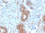 LRG1 Antibody Breast Tissue IHC. Immunohistochemistry analysis of FFPE human breast tissue using LRG1 antibody. The mouse monoclonal antibody clone LRG1/4882 shows cytoplasmic staining in glandular epithelial structures, consistent with Leucine-rich alpha-2-glycoprotein 1 / LRG1 expression as an angiogenesis regulation marker. Signal is observed in epithelial and perivascular regions, reflecting the role of this secreted protein in vascular remodeling and tissue microenvironment signaling, while surrounding stromal areas display lower staining. HIER: boil tissue sections in 10 mM Tris with 1 mM EDTA, pH 9, for 20 min followed by cooling prior to staining.
