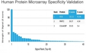 INDOL1 Antibody HuProt Microarray Specificity. Protein microarray analysis using INDOL1 Antibody (clone IDO2/2638) demonstrates highly specific binding to IDO2 / INDOL1 (Indoleamine 2,3-dioxygenase 2), with the target protein ranked as the top hit and showing a strong Z score with clear separation from all other proteins on the array. Signal intensity decreases sharply for non-target proteins, supporting selective recognition with minimal off-target interaction. Z score represents the strength of signal in standard deviations above the mean of all array signals, while S score reflects the separation between ranked targets and provides a measure of relative specificity.