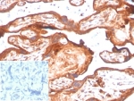 INDOL1 Antibody Placental Tissue IHC. Immunohistochemistry analysis of FFPE human placental tissue using INDOL1 Antibody (clone IDO2/2638) shows cytoplasmic staining in trophoblast cells, consistent with INDOL1 / IDO2 (Indoleamine 2,3-dioxygenase 2) localization as a tryptophan metabolism enzyme. The staining highlights placental epithelial structures with strong signal, while surrounding stromal regions display comparatively lower intensity. Negative control inset using PBS in place of primary antibody confirms minimal non-specific background staining. Hematoxylin counterstain provides nuclear contrast and tissue architecture. Antibody incubation was performed at 2 ug/ml in PBS for 30 min at RT. HIER: boil FFPE tissue sections in pH 9 10 mM Tris with 1 mM EDTA for 20 min and allow to cool before testing.