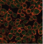TDRKH Antibody HeLa IF. Immunofluorescent analysis of TDRKH expression in PFA-fixed human HeLa cells using TDRKH Antibody clone PCRP-TDRKH-1H2 (green) and phalloidin (red). The TDRKH Antibody shows punctate cytoplasmic staining with prominent perinuclear enrichment, consistent with cytoplasmic organelle-associated localization.
