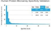 DCP2 Antibody HuProt Microarray Specificity. Protein microarray analysis using DCP2 Antibody (clone PCRP-DCP2-1D6) shows strongest binding to DCP2 / Decapping protein 2, with the target ranked as the top hit on the array. Additional signals are observed for non-target proteins with lower intensity, indicating preferential binding to DCP2 relative to other proteins tested. Z score represents the strength of signal in standard deviations above the mean of all array signals, while S score reflects the separation between ranked targets and provides a measure of relative specificity.
