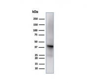 Western blot testing of human liver tissue using Glutamine Synthetase Antibody GLUL/6599. Predicted molecular weight ~42 kDa.