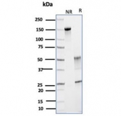 SDS-PAGE analysis of purified, BSA-free GLUL/Glutamine Synthetase antibody (clone GLUL/6599) as confirmation of integrity and purity.