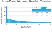 Analysis of HuProt(TM) microarray containing more than 19,000 full-length human proteins using ATF2 antibody (clone PCRP-ATF2-1B4). These results demonstrate the foremost specificity of the PCRP-ATF2-1B4 mAb. Z- and S- score: The Z-score represents the strength of a signal that an antibody (in combination with a fluorescently-tagged anti-IgG secondary Ab) produces when binding to a particular protein on the HuProt(TM) array. Z-scores are described in units of standard deviations (SD's) above the mean value of all signals generated on that array. If the targets on the HuProt(TM) are arranged in descending order of the Z-score, the S-score is the difference (also in units of SD's) between the Z-scores. The S-score therefore represents the relative target specificity of an Ab to its intended target.