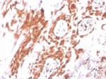 IDO2 Antibody Placental Tissue IHC. Immunohistochemistry analysis of FFPE human placental tissue using IDO2 Antibody (clone IDO2/2640) shows cytoplasmic staining in trophoblast cells, consistent with IDO2 / Indoleamine 2,3-dioxygenase 2 localization as a tryptophan catabolism enzyme. The staining highlights placental epithelial structures with moderate to strong signal, while surrounding stromal regions display comparatively lower intensity. Hematoxylin counterstain provides nuclear contrast and tissue architecture. Antibody incubation was performed at 2 ug/ml in PBS for 30 min at RT. HIER: boil FFPE tissue sections in pH 9 10 mM Tris with 1 mM EDTA for 20 min and allow to cool before testing.