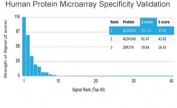 Analysis of HuProt(TM) microarray containing more than 19,000 full-length human proteins using Aldehyde Dehydrogenase 1A1 antibody (clone ALDH1A1/4793). These results demonstrate the foremost specificity of the ALDH1A1/4793 mAb. Z- and S- score: The Z-score represents the strength of a signal that an antibody (in combination with a fluorescently-tagged anti-IgG secondary Ab) produces when binding to a particular protein on the HuProt(TM) array. Z-scores are described in units of standard deviations (SD's) above the mean value of all signals generated on that array. If the targets on the HuProt(TM) are arranged in descending order of the Z-score, the S-score is the difference (also in units of SD's) between the Z-scores. The S-score therefore represents the relative target specificity of an Ab to its intended target.
