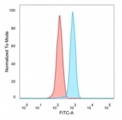 ZHX3 Antibody HeLa FACS. Flow cytometry analysis of PFA-fixed human HeLa cells stained with ZHX3 Antibody / Transcriptional Regulation Marker (blue, clone PCRP-ZHX3-1G3). Isotype control cells are shown in red. The distinct fluorescence shift supports detection of endogenous Zinc fingers and homeoboxes protein 3 / ZHX3 expression in HeLa cells, consistent with the broad intracellular distribution expected for a transcription-associated nuclear regulatory protein involved in gene expression control and differentiation-associated signaling pathways.