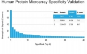 ZHX3 Antibody HuProt Microarray Specificity Validation. Analysis of a HuProt(TM) microarray containing more than 19,000 full-length human proteins using ZHX3 Antibody / Transcriptional Regulation Marker clone PCRP-ZHX3-1G3 demonstrates highly selective recognition of Zinc fingers and homeoboxes protein 3 / ZHX3. The intended ZHX3 target ranks first among all proteins analyzed on the array, with strong separation from secondary signals, supporting the specificity profile of this mouse monoclonal antibody for transcriptional regulation and nuclear signaling research applications. Z-score represents signal intensity above background in standard deviation units, while S-score reflects the relative specificity of antibody binding compared with additional proteins present on the HuProt(TM) platform.