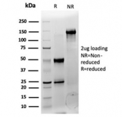 SDS-PAGE analysis of purified, BSA-free CNOT10 antibody (clone PCRP-CNOT10-1D5) as confirmation of integrity and purity.