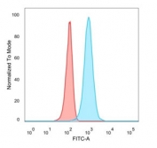 FACS staining of PFA-fixed human HeLa cells with HOXB2 antibody (blue, clone PCRP-HOXB2-1F2) and isotype control (red).