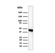 Western blot analysis of human Raji cell lysate using Beta Actin antibody (clone ACTB/1108). Predicted molecular weight ~42 kDa.