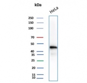 Western blot analysis of human HeLa cell lysate using Actin Beta antibody (clone ACTB/1109). Predicted molecular weight ~42 kDa.