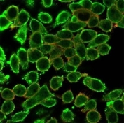 Immunofluorescent staining of PFA-fixed human HeLa cells using MED22 antibody (green, clone PCRP-MED22-1E4) and phalloidin (red).