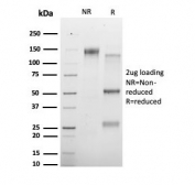 SDS-PAGE analysis of purified, BSA-free HDAC3 antibody (clone PCRP-HDAC3-3C9) as confirmation of integrity and purity.