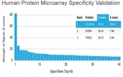 Prostein Antibody Microarray Specificity Validation. Analysis of HuProt(TM) protein microarray using Prostein / SLC45A3 antibody (clone SLC45A3/7176R). Screening against more than 19,000 full-length human proteins identifies SLC45A3 as the top-ranked target with the highest signal intensity, demonstrating strong and selective binding with minimal off-target interactions across the array. Signal strength is represented by the Z-score, which reflects standard deviations above the mean signal intensity for all proteins on the array, while the S-score represents the difference between the top-ranked signal and the next highest signal, indicating relative binding specificity and target selectivity of the antibody.