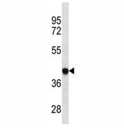 HLA-B antibody western blot analysis in Ramos lysate. Predicted molecular weight: ~40kDa.