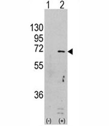 Western blot analysis of AMPK antibody and 293 cell lysate (2 ug/lane) either nontransfected (Lane 1) or transiently transfected with the PRKAA1 gene (2).