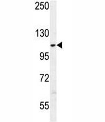 AARS2 antibody western blot analysis in K562 lysate