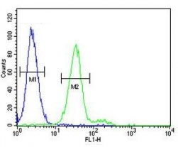 CD117 antibody flow cytometric analysis of 293 cells (green) compared to a negative control cell (blue). FITC-conjugated goat-anti-rabbit secondary Ab was used for the analysis.