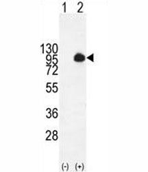 Western blot analysis of MUC20 antibody and 293 cell lysate (2 ug/lane) either nontransfected (Lane 1) or transiently transfected with the MUC20 gene (2).
