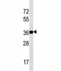 NANOG antibody western blot analysis in K562 lysate. Predicted molecular weight: 35-45 kDa.