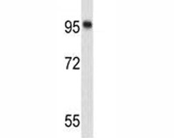 Western blot analysis of Nucleolin antibody and 293 lysate. Predicted molecular weight is 77 kDa, observed size is 100~110 kDa.