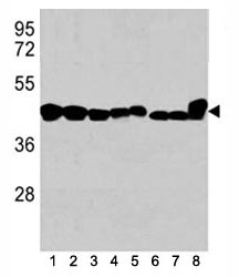 Western blot analysis of b-Actin antibody in 1) K562, 2) HL-60, 3) HeLa cell line, and mouse tissues 4) spleen, 5) liver, 6) mouse NIH3T3 cell lysate, 7) mouse cerebellum and 8) mouse brain tissue lysate