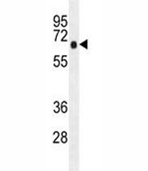 AMPK alpha antibody western blot analysis in K562 lysate.