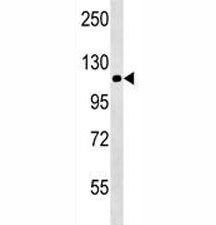 NALP12 antibody western blot analysis in mouse brain tissue lysate. Predicted molecular weight: ~119kDa, routinely observed at 100~119kDa.
