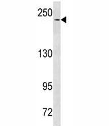 NOTCH3 antibody western blot analysis in HeLa lysate.