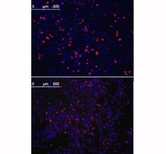 Immunofluorescence analysis with KLF4 antibody. HeLa cells transfected with pMX constructs of human KLF4 (top) and NIH3T3 cells transfected with pMX constructs of mouse KLF4 (bottom) were analyzed at approximately 62 hours after transfection.